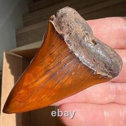 MAKO FOSSIL Shark Tooth? 2.89 MEHERRIN RIVER BLOOD RED? Megalodon Teeth Era