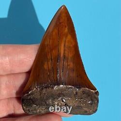 MAKO FOSSIL Shark Tooth? 2.89 MEHERRIN RIVER BLOOD RED? Megalodon Teeth Era