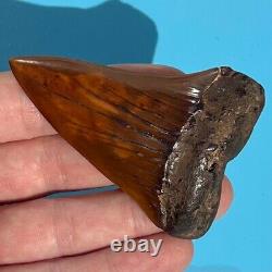 MAKO FOSSIL Shark Tooth? 2.89 MEHERRIN RIVER BLOOD RED? Megalodon Teeth Era