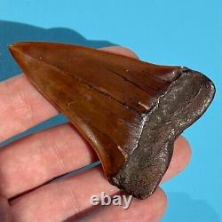 MAKO FOSSIL Shark Tooth? 2.89 MEHERRIN RIVER BLOOD RED? Megalodon Teeth Era