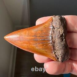 MAKO FOSSIL Shark Tooth? 2.89 MEHERRIN RIVER BLOOD RED? Megalodon Teeth Era