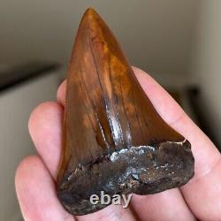 MAKO FOSSIL Shark Tooth? 2.89 MEHERRIN RIVER BLOOD RED? Megalodon Teeth Era
