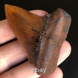 MAKO FOSSIL Shark Tooth MEHERRIN RIVER RED Megalodon Teeth Era