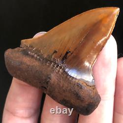 MAKO FOSSIL Shark Tooth MEHERRIN RIVER RED Megalodon Teeth Era