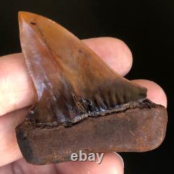 MAKO FOSSIL Shark Tooth MEHERRIN RIVER RED Megalodon Teeth Era