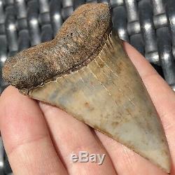 MAKO SHARK TOOTH FOSSIL OVER 3 IN RARE GIANT! Megalodon Teeth Era