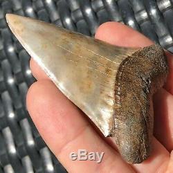 MAKO SHARK TOOTH FOSSIL OVER 3 IN RARE GIANT! Megalodon Teeth Era