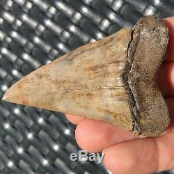 MAKO SHARK TOOTH FOSSIL OVER 3 IN RARE GIANT! Megalodon Teeth Era