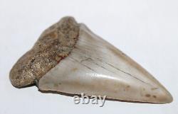 MAKO Shark Tooth Fossil No Repair Natural 2.94 HUGE BEAUTIFUL TOOTH