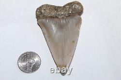 MAKO Shark Tooth Fossil No Repair Natural 2.94 HUGE BEAUTIFUL TOOTH