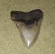 Mammoth Megalodon Shark Tooth 6.66 In. Museum Grade Monster Tiger Eye