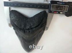 MASSIVE 6.476 Megalodon Fossil Shark Tooth WEIGHS OVER A POUND 19+ oz