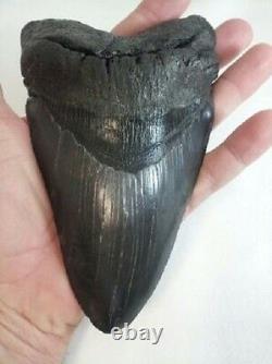 MASSIVE 6.476 Megalodon Fossil Shark Tooth WEIGHS OVER A POUND 19+ oz