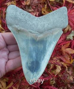 MASSIVE BLUE Megalodon Shark Tooth 13.52cm SUPER SHARP SERRATIONS