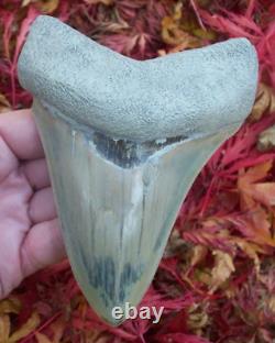 MASSIVE BLUE Megalodon Shark Tooth 13.52cm SUPER SHARP SERRATIONS