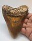 Massive Megalodon Shark Tooth Fossil 5.22'' Rare Colors, No Repair/resto