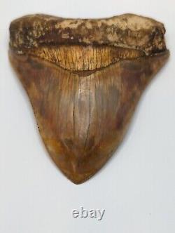 MASSIVE Megalodon Shark Tooth Fossil 5.22'' Rare Colors, No Repair/Resto