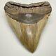 Massive Tooth Rare Sharply Serrated 6.04 Fossil Megalodon Shark Tooth