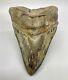 Massive, Dark Colors 5.98 Sharply Serrated Fossil Megalodon Shark Tooth