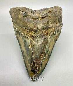 MASSIVE, dark colors 5.98 Sharply Serrated Fossil MEGALODON Shark Tooth