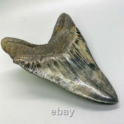 MASSIVE, dark colors 5.98 Sharply Serrated Fossil MEGALODON Shark Tooth