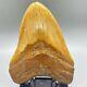 Massive, Extremely Rare 6.21 Fossil Megalodon Shark Tooth- Western Sahara