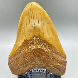 MASSIVE, extremely rare 6.21 Fossil MEGALODON Shark Tooth- Western Sahara