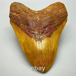 MASSIVE, extremely rare 6.21 Fossil MEGALODON Shark Tooth- Western Sahara