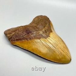 MASSIVE, extremely rare 6.21 Fossil MEGALODON Shark Tooth- Western Sahara