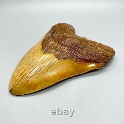 MASSIVE, extremely rare 6.21 Fossil MEGALODON Shark Tooth- Western Sahara