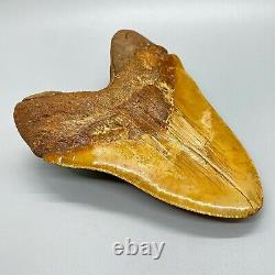 MASSIVE, extremely rare 6.21 Fossil MEGALODON Shark Tooth- Western Sahara