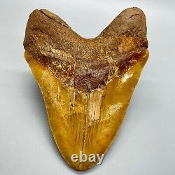 MASSIVE, extremely rare 6.21 Fossil MEGALODON Shark Tooth- Western Sahara