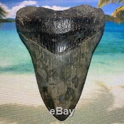 MEGALODON 4.51 High Quality Shark Tooth Great Blade Serrations No Restoration