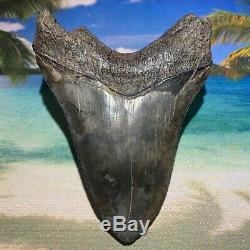 MEGALODON 4.51 High Quality Shark Tooth Great Blade Serrations No Restoration