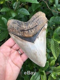 MEGALODON 6.49 Pathological Fossil Shark Tooth (ALL NATURAL NO RESTORATION)