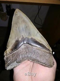 MEGALODON 6 inch tooth millions of years old