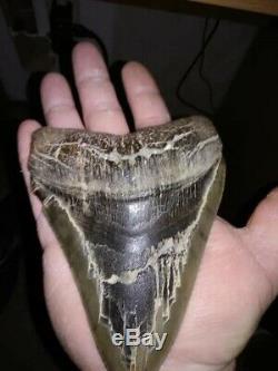 MEGALODON 6 inch tooth millions of years old