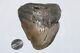 Megalodon Deformed Shark Tooth Fossil Rare Deformed No Repair Natural 4.07