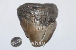 MEGALODON DEFORMED Shark Tooth Fossil RARE DEFORMED No Repair Natural 4.07