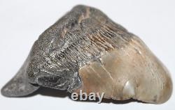 MEGALODON DEFORMED Shark Tooth Fossil RARE DEFORMED No Repair Natural 4.07