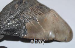 MEGALODON DEFORMED Shark Tooth Fossil RARE DEFORMED No Repair Natural 4.07