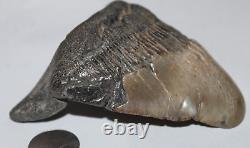 MEGALODON DEFORMED Shark Tooth Fossil RARE DEFORMED No Repair Natural 4.07