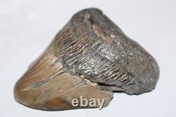 MEGALODON DEFORMED Shark Tooth Fossil RARE DEFORMED No Repair Natural 4.07