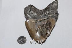 MEGALODON DEFORMED Shark Tooth Fossil RARE DEFORMED No Repair Natural 4.07