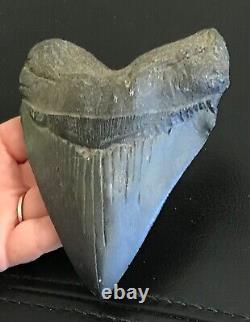 MEGALODON FOSSIL GIANT SHARK TOOTH. 5.25 inches high to low point. Serrations