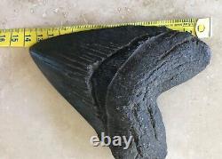 MEGALODON FOSSIL GIANT SHARK TOOTH. 5.25 inches high to low point. Serrations