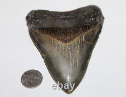 MEGALODON Fossil Giant Shark Natural NO Repair 4.52 HUGE MUSEUM QUALITY