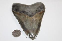 MEGALODON Fossil Giant Shark Natural NO Repair 5.03 HUGE MUSEUM QUALITY