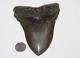 Megalodon Fossil Giant Shark Natural No Repair 5.49 Huge Museum Quality
