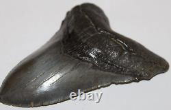 MEGALODON Fossil Giant Shark Natural NO Repair 5.49 HUGE MUSEUM QUALITY